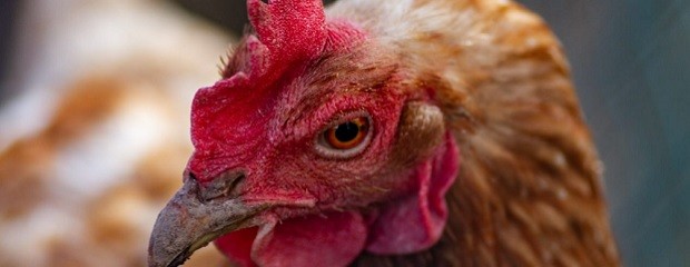 Córdoba: confirman caso de gripe aviar en aves comerciales