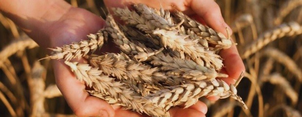 Trigo: recomendaciones para la elección de materiales