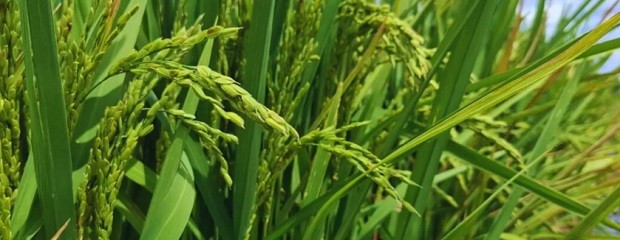 KIRA INTA: el arroz que conquista los mercados prémium