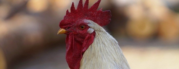 Buenos Aires: Se registró un brote de influenza aviar