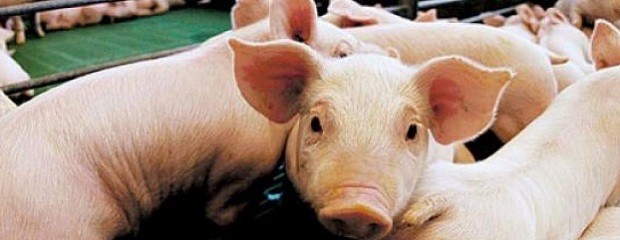 Sector porcino: inicio con más producción y exportaciones  