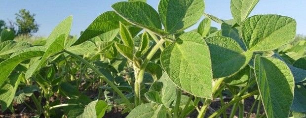  La condición de la soja ante la variabilidad climática