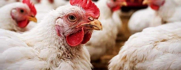 Entre Ríos trabaja y se capacita para que el virus no llegue