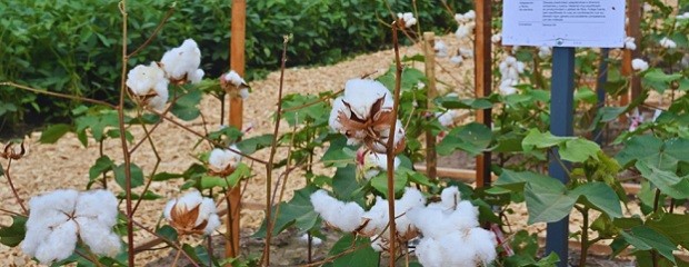 Arrancó Expoagro y el INTA despliega su apuesta tecnológica