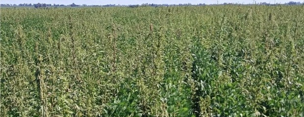 Alerta en soja: Nuevo caso de resistencia en yuyo colorado