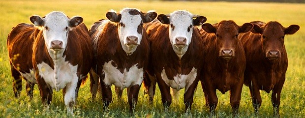 Habilitan a productores a elegir veterinario para vacunación