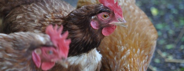 Detectan caso de influenza aviar en aves de traspatio