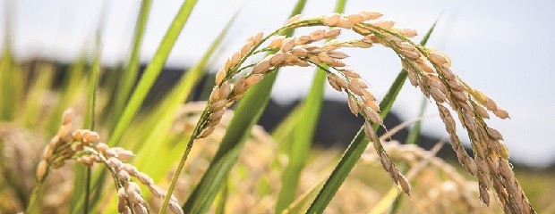Avanza la cosecha de arroz en Entre Ríos