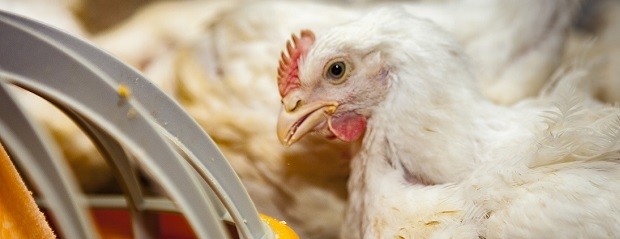 CAPIA pide vacunar y alerta por el 95% de la producción