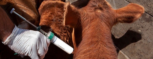 Plan de aftosa bajo la lupa: críticas a la medida del Senasa