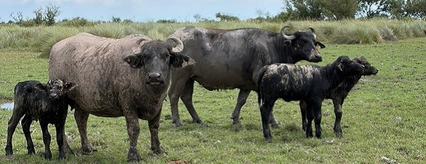 Búfalos: una alternativa ganadera que crece en el litoral