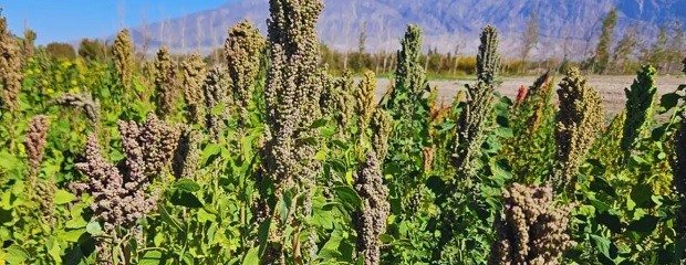 Semillas del INTA viajan al espacio 