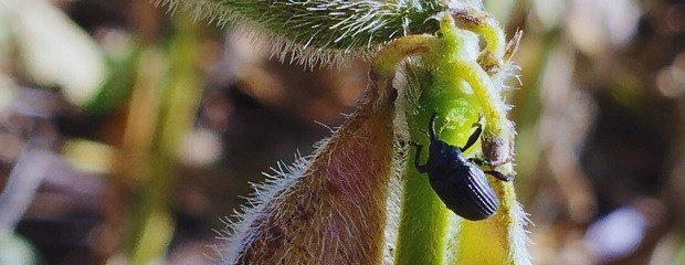 Picudo negro: confirman el avance del insecto en la soja