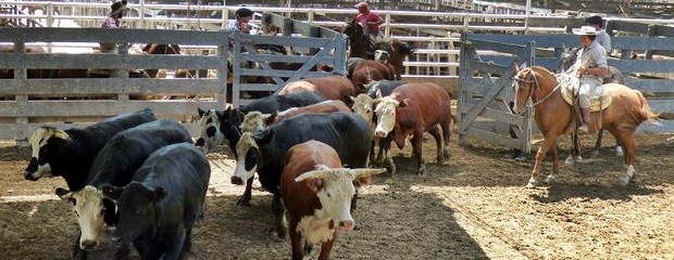 Balance semanal de los remates de Cooperativa La Ganadera