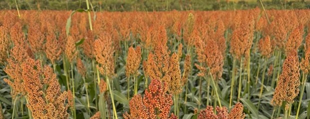 Avanza la cosecha de sorgo en Entre Ríos