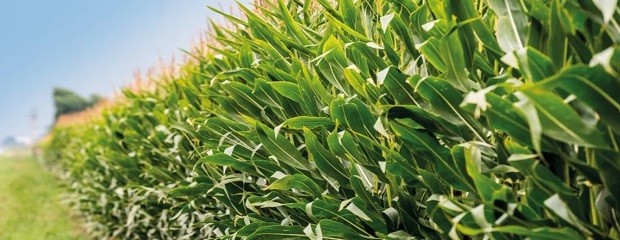 Entre Ríos: Mejora la condición del maíz tardío y de segunda