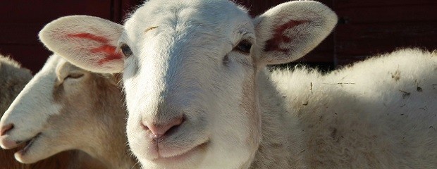 Efectivizan créditos para productores de cabras y ovejas