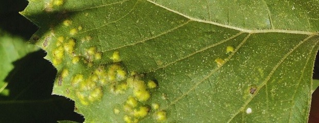 Girasol: INTA monitorea enfermedades en el centro del país