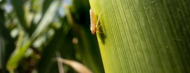 Si bien hubo más chicharrita, perdió la capacidad de daño