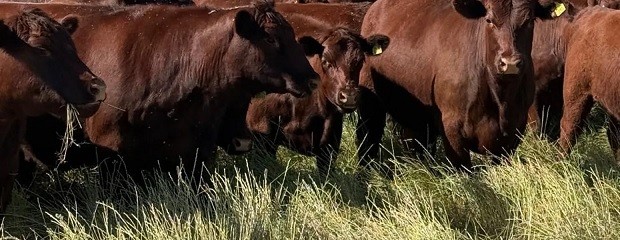 Cómo producir más kilos reales en ambientes difíciles