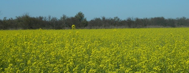 Crecería la superficie de brassicaceas en Argentina