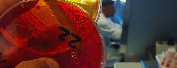 Avicultura: Laboratorio del INTA se integra a la RedLab