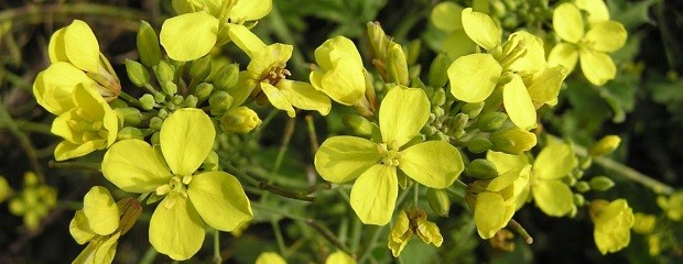 Lanzamiento de las Herramientas de Crucíferas del PACN