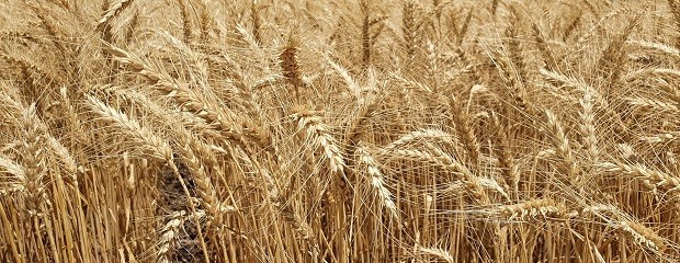 El costo de producir trigo se eleva hasta 11%