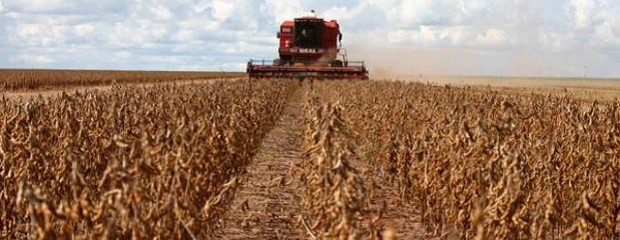 Avanza la cosecha de Soja de Primera y Sorgo
