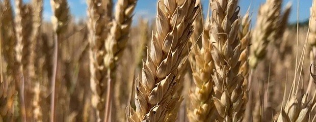 El trigo perdió hasta 48% de su rinde por fallas de manejo