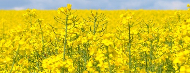 Brasicáceas, la gran apuesta de la campaña fina 