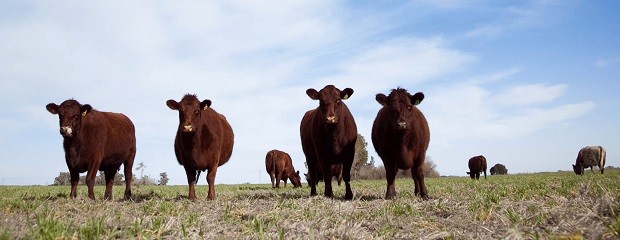 El stock bovino perdió otras 700.000 cabezas en 2025