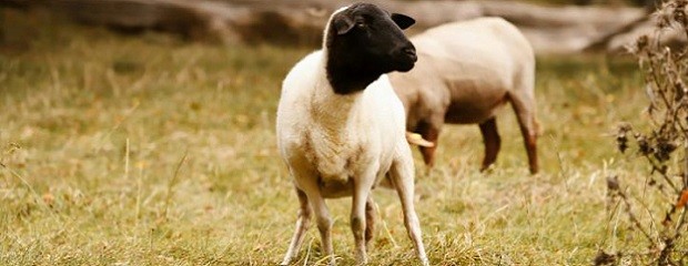 Se detectaron brotes de scrapie clásico en ovinos importados