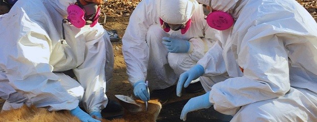 Detectan una bacteria transmitida por garrapatas 