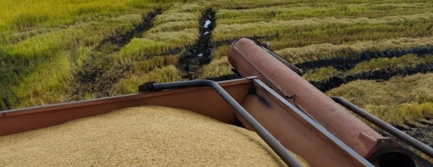 Arroceros en alerta por costos y baja rentabilidad