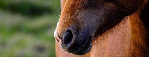 Desde el Caballo: aprendizaje y bienestar equino