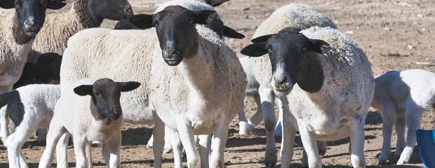 Chile cierra importaciones argentinas tras casos de Scrapie