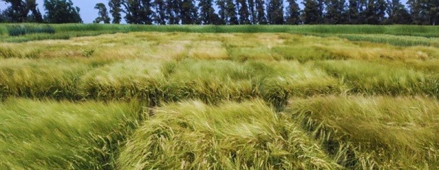 El INTA presenta una nueva cebada cervecera