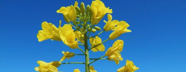 El INTA desarrolló dos nuevos cultivares de colza