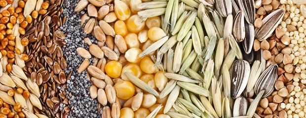 Según la CASEM El uso de semilla fiscalizada