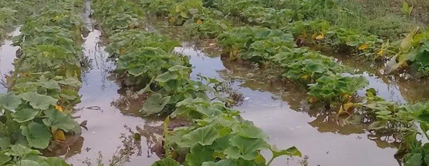 Cinturón hortícola: con nuevas lluvias el impacto será mayor
