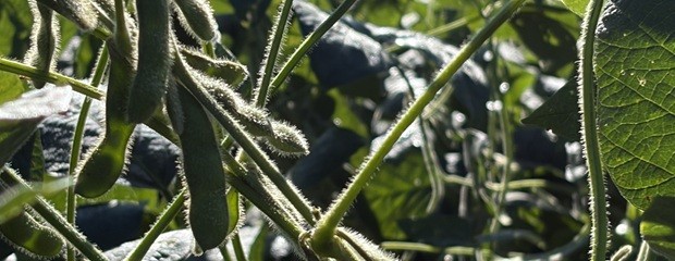 Soja tras las lluvias: impacto y perspectivas