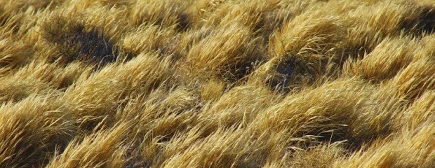 Actualizan el mapa global de pastizales a partir del mapeo