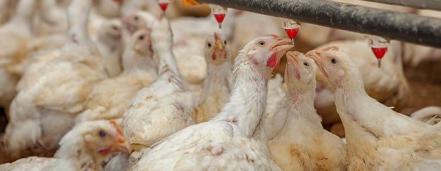 Argentina restituye su estatus de libre de influenza aviar