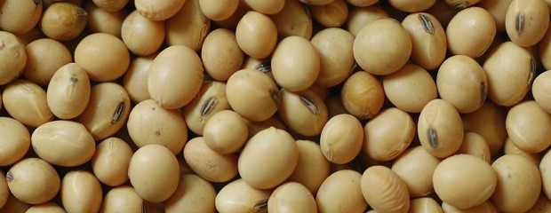  El complejo escenario de la soja global