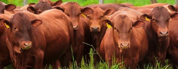 Novillo Mercosur: bajas en las dos ganaderías mayores