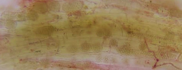 Identifican el virus del mosaico necrótico del arroz