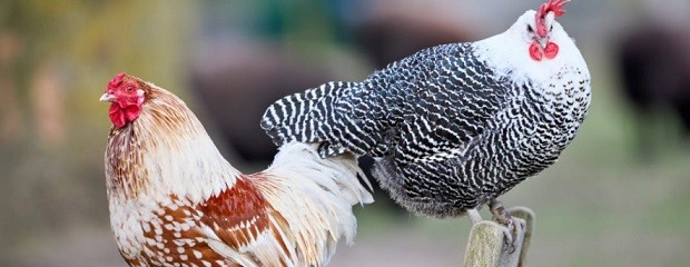 Río Negro: Detectan caso de gripe aviar en aves de traspatio