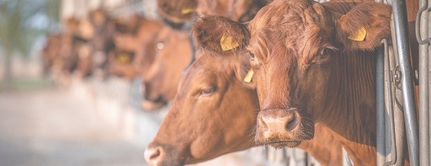 El feedlot comenzó mayo con mayor actividad