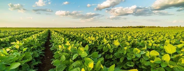Caería un 16% la producción de soja en Entre Ríos